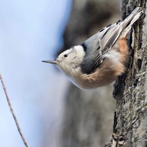 White-breasted Nuthatch