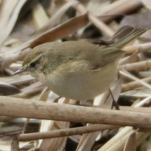 Common Chiffchaff