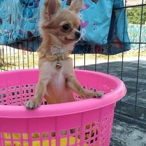 Chihuahua