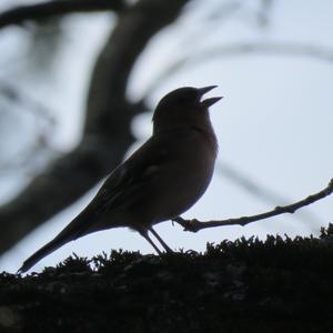 Eurasian Chaffinch