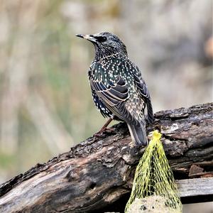 Common Starling