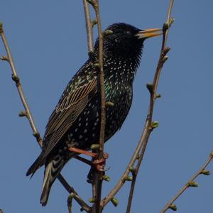 Common Starling