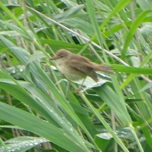 Marsh Warbler