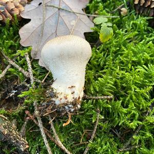 Gem-studded Puffball