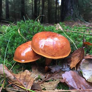 Bay Bolete