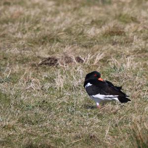 Eurasian Oystercatcher