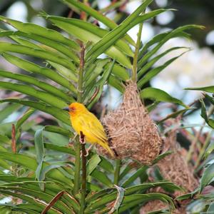 Golden Palm Weaver