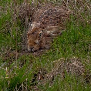 European Hare