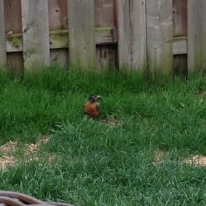 American Robin