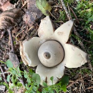 Collared Earthstar