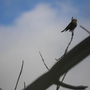 Brown-headed Cowbird