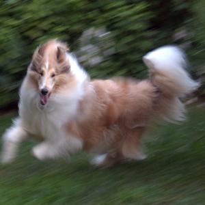 Rough Collie