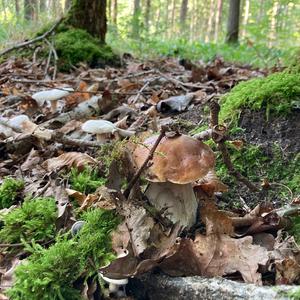 King Bolete