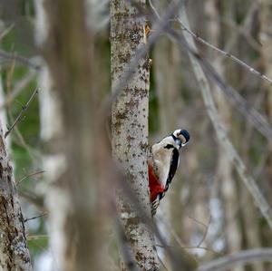 Great Spotted Woodpecker