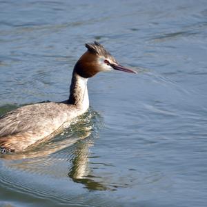 Great Crested Grebe