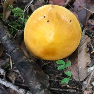 Larch Suillus