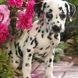 Dalmatian