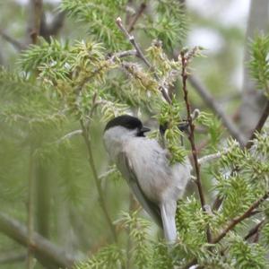 Marsh Tit