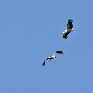 White Stork