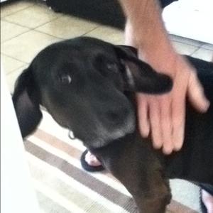 Unknown Breed