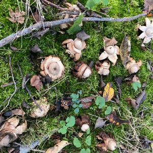 Collared Earthstar