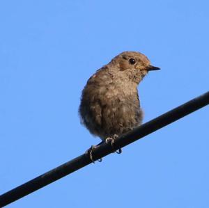 Black Redstart