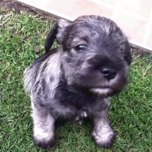 Miniature Schnauzer