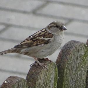 House Sparrow