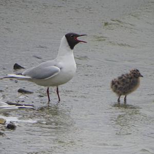 Black-headed Gull