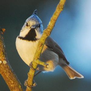 Crested Tit