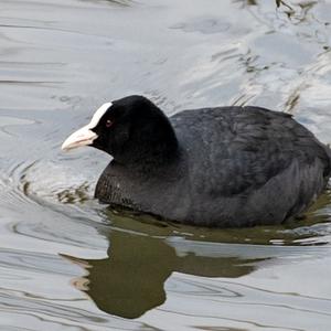 Bläßhuhn