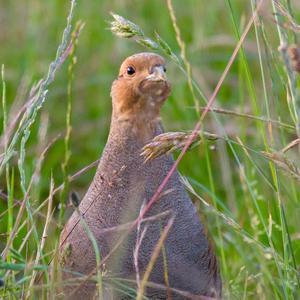 Grey Partridge