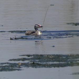 Great Crested Grebe