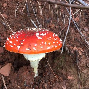 Fly Agaric