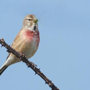 Eurasian Linnet