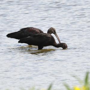 Glossy Ibis