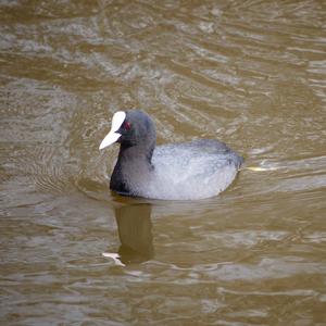 Common Coot