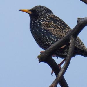 Common Starling