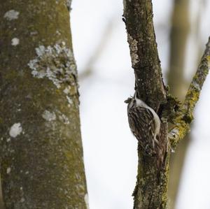 Eurasian Treecreeper