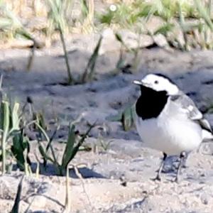 White Wagtail