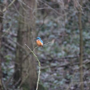 Common Kingfisher