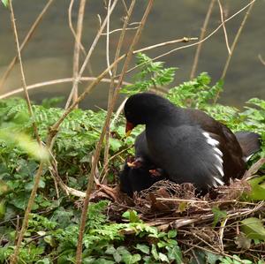 Common Moorhen