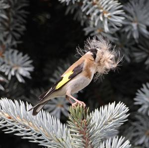 European Goldfinch