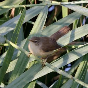 Eurasian Reed-warbler