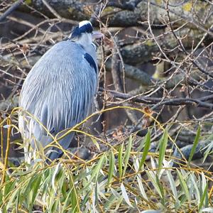 Grey Heron