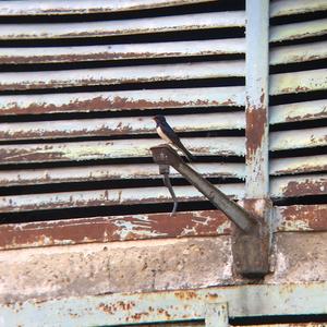 Barn Swallow