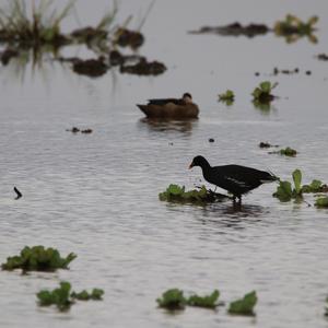 Common Moorhen