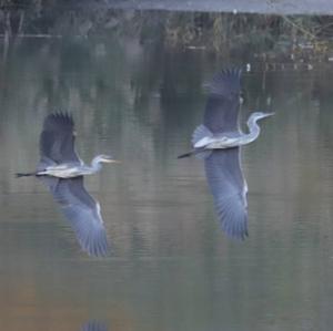 Grey Heron