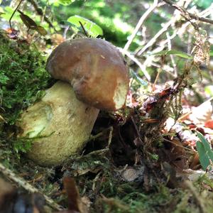 King Bolete