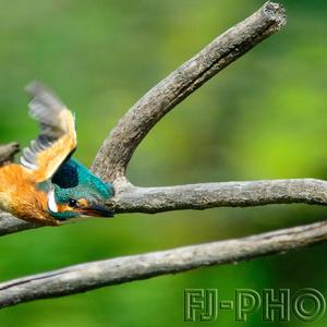 Common Kingfisher